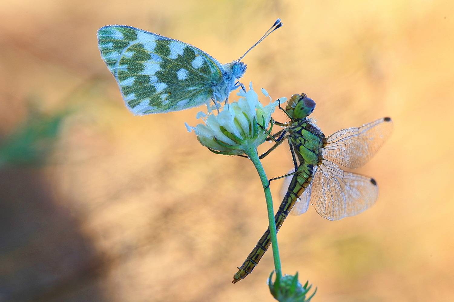 белянка рапсовая, стрекоза, Леонид