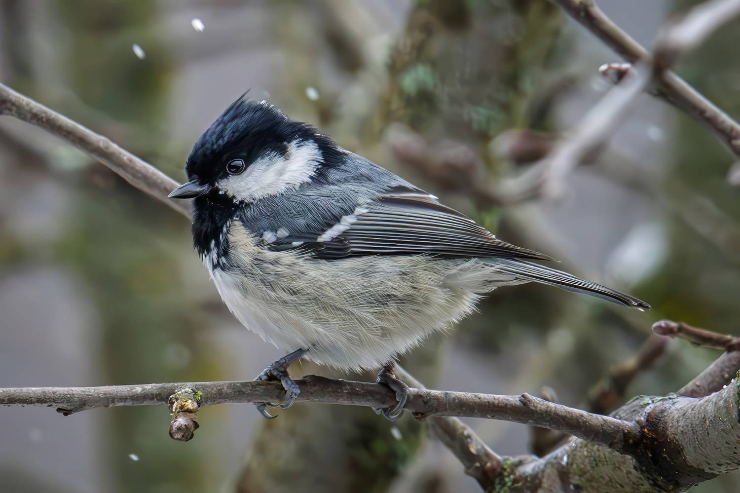 , Морозов Сергей