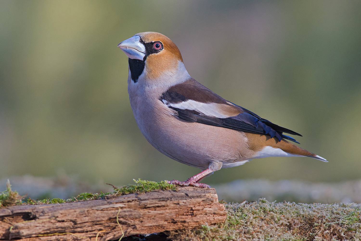 дубонос,самец,клюв,весна, Иван