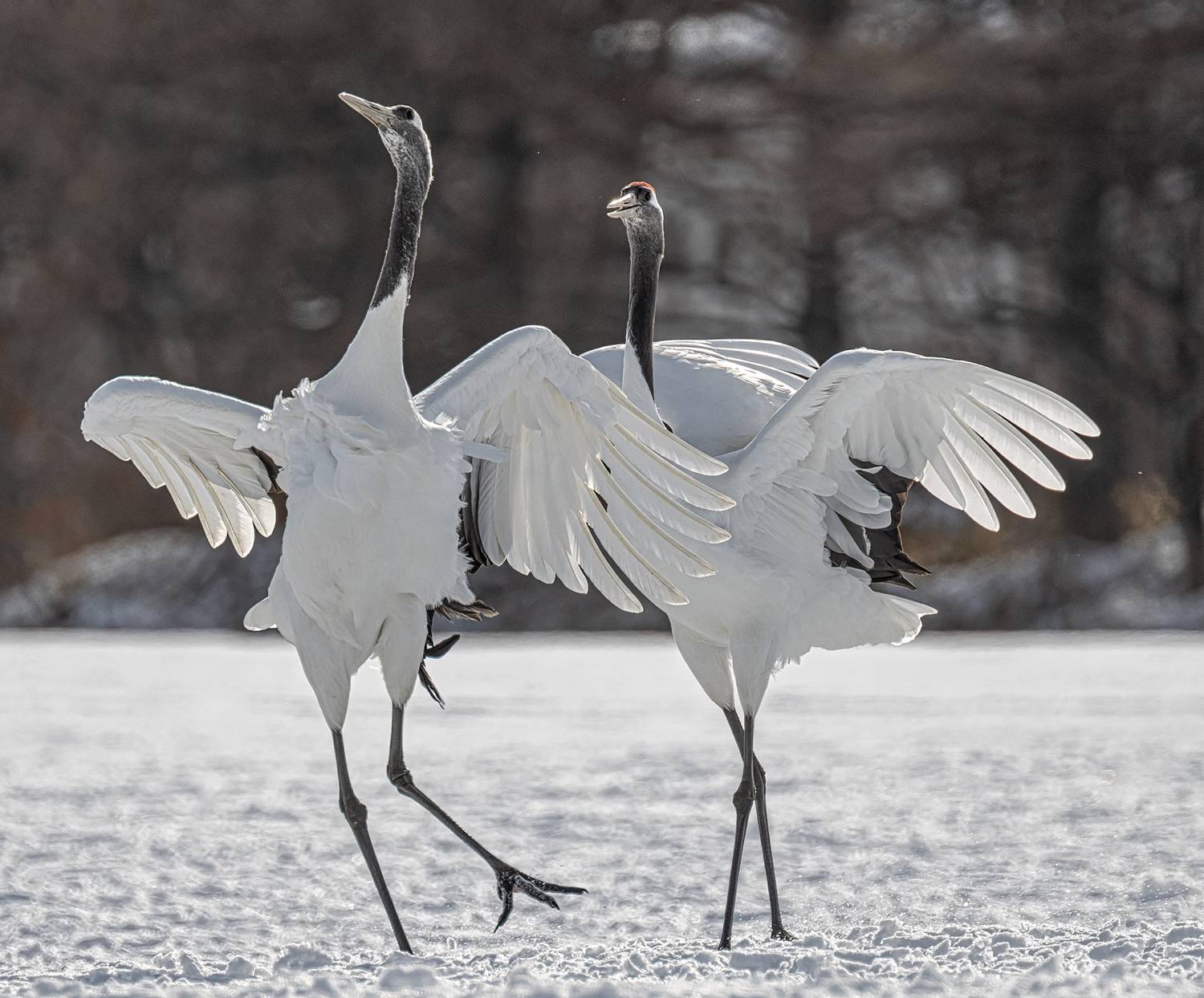 , Vladimir Vorobeychik
