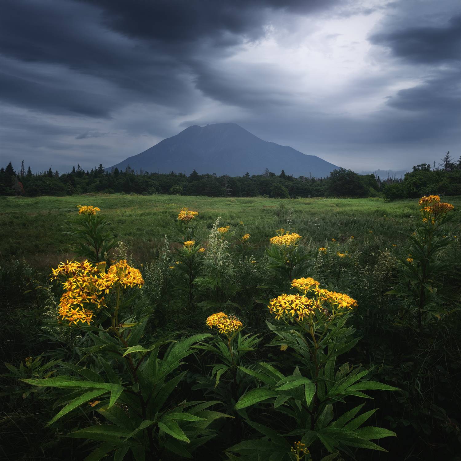 , Политова Анна