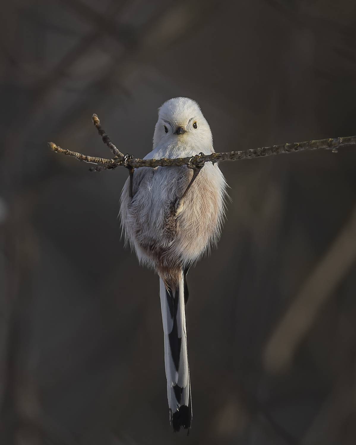 длиннохвостая синица, синица, ополовник, птицы, Руслан Pl