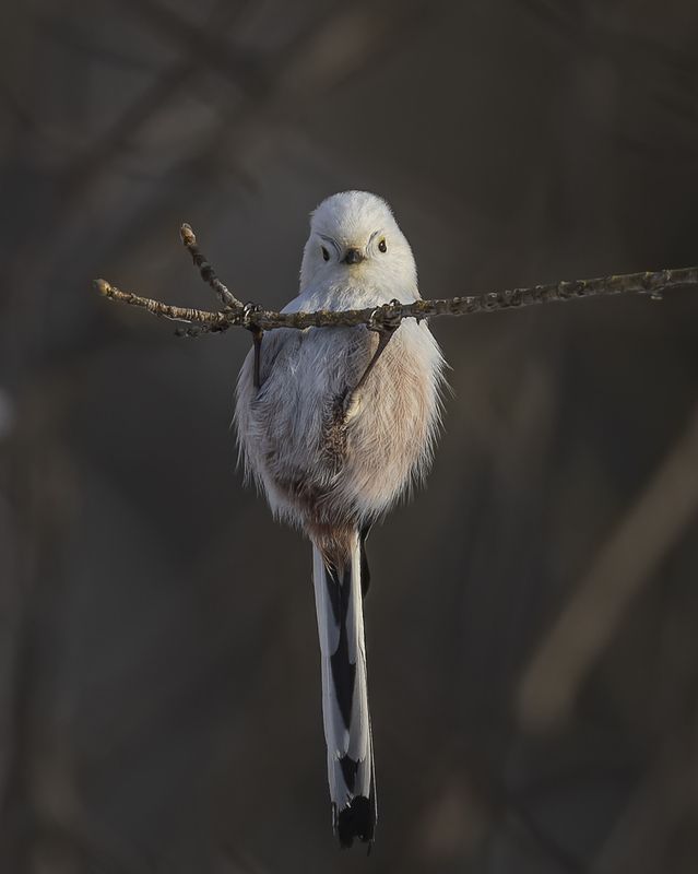 длиннохвостая синица, синица, ополовник, птицы Здоровье в порядке - спасибо зарядке! фото превью