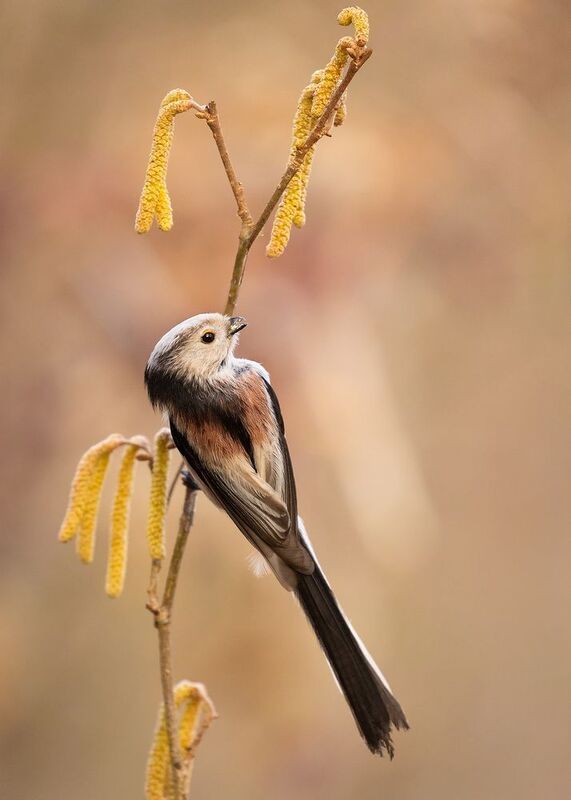 Long-tailed Ti фото превью