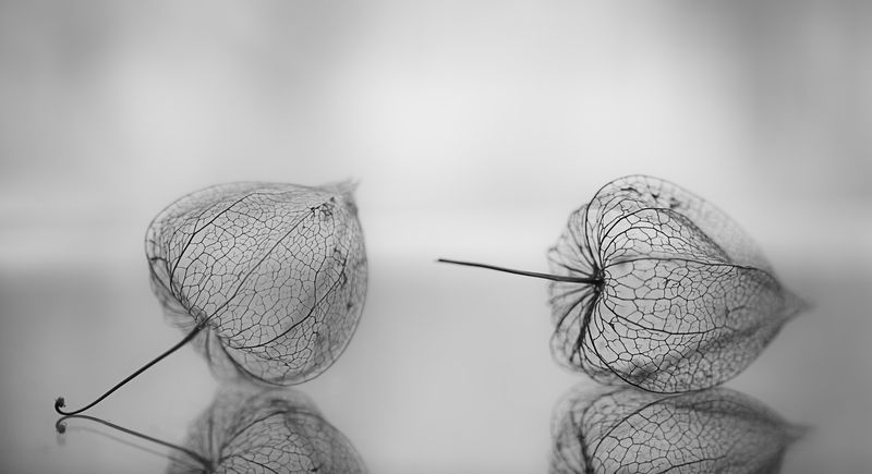 макро, чб, macro, black and white, bnw Хрустальный мир фото превью