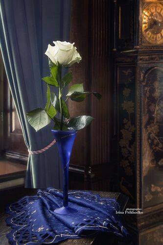 Одинокая роза