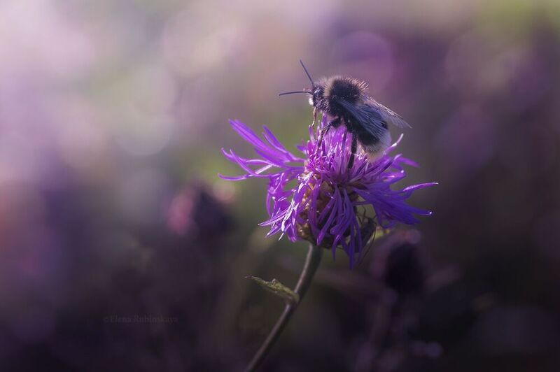 Навстречу солнцу фото превью