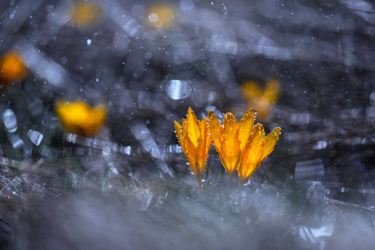 , Mariyana Atanasova - Lucero