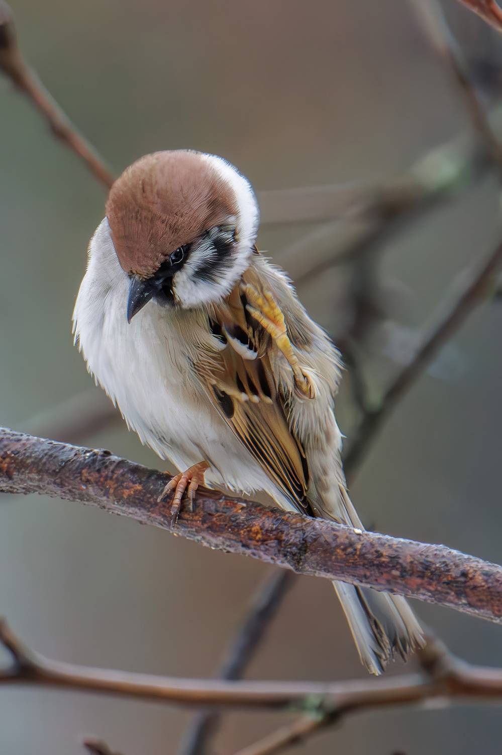 , Морозов Сергей