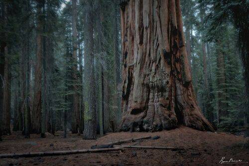 Sequoia National Park