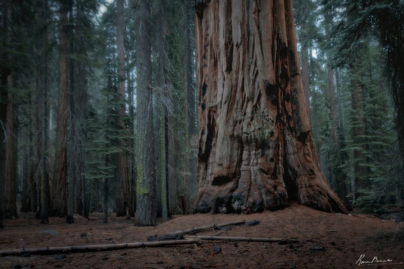 sequoia, forest, woods, national parks, usa, california Sequoia National Park фото превью