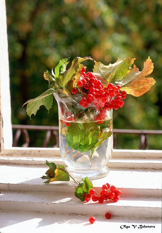 натюрморт осень калина Калина фото превью