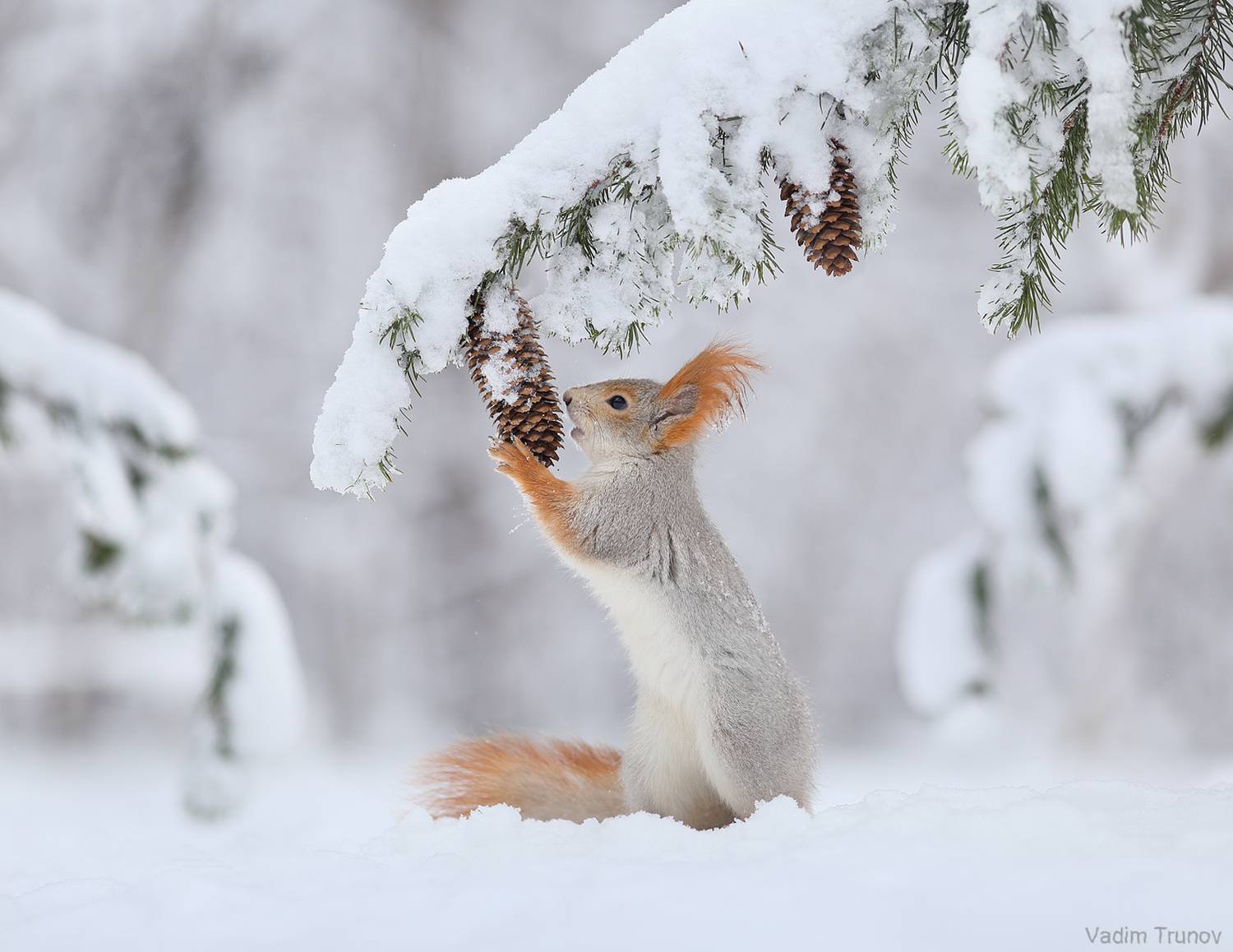 белка, Вадим Трунов