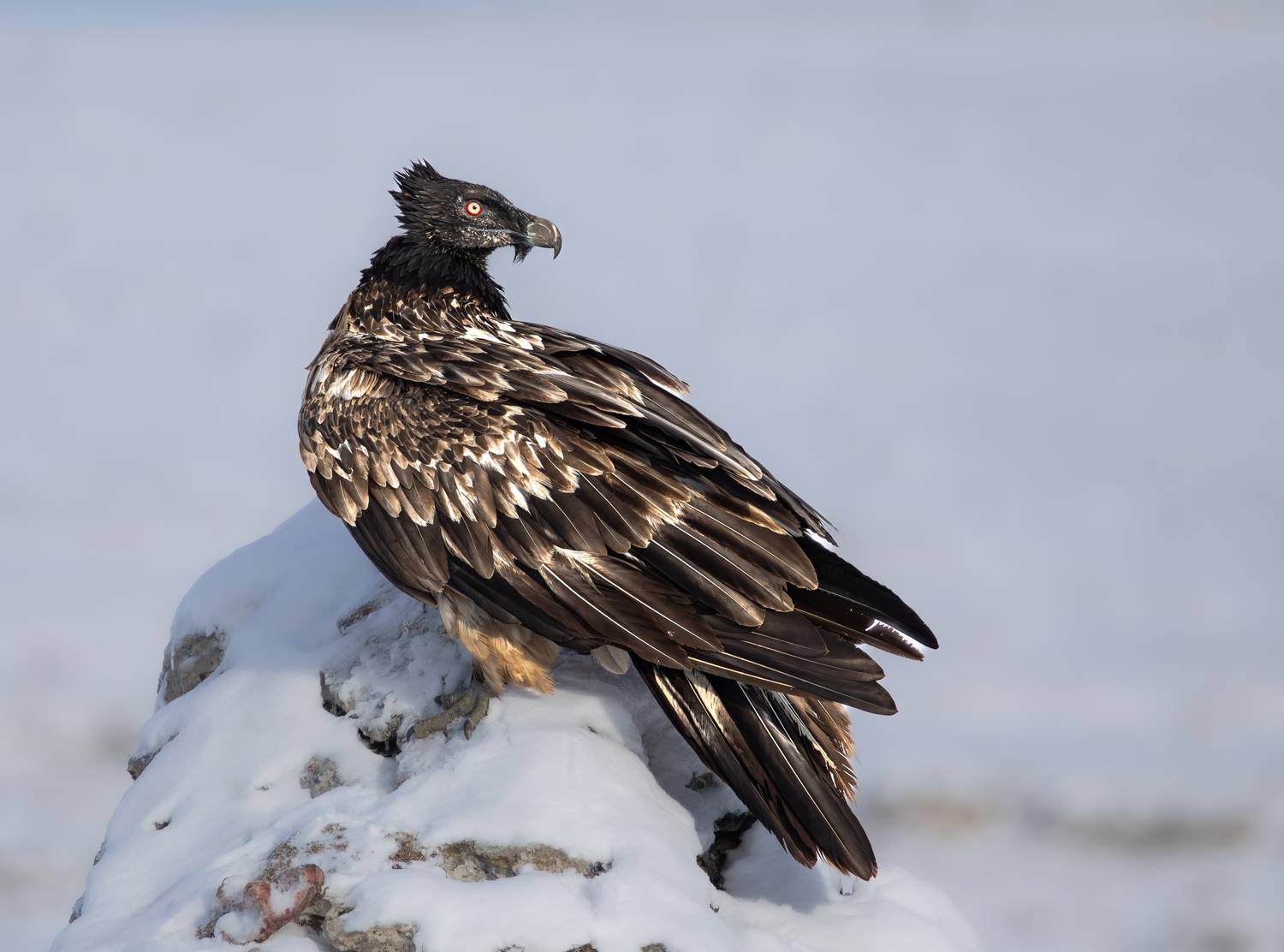 , Веревченко Михаил