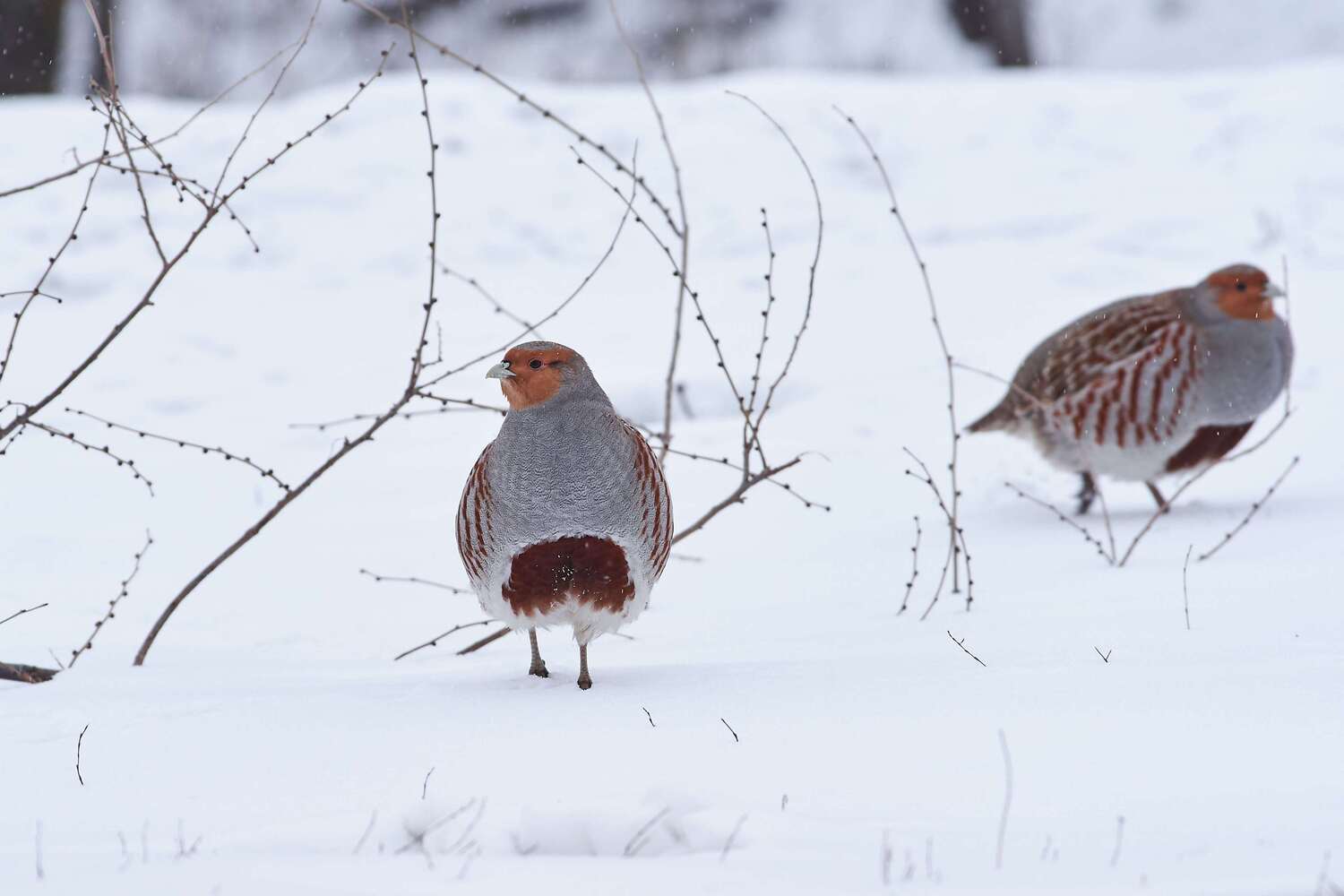 bird, birds, volgograd, russia, wildlife, , Павел Сторчилов