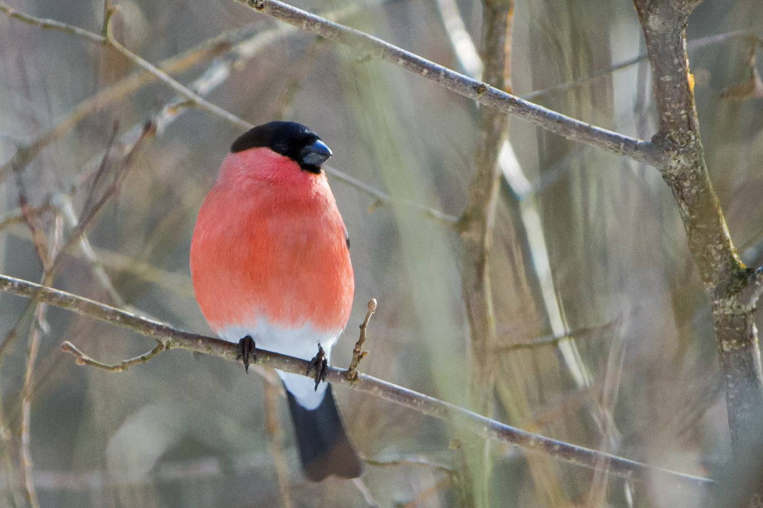 снегирь, обыкновенный снегирь, pyrrhula pyrrhula, КарОл