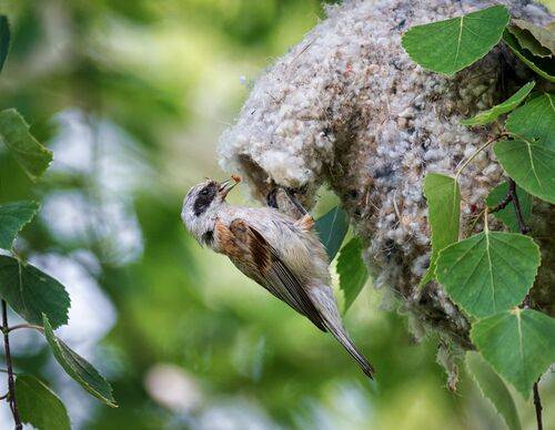 Ремез и заботы. (5 ФОТО)