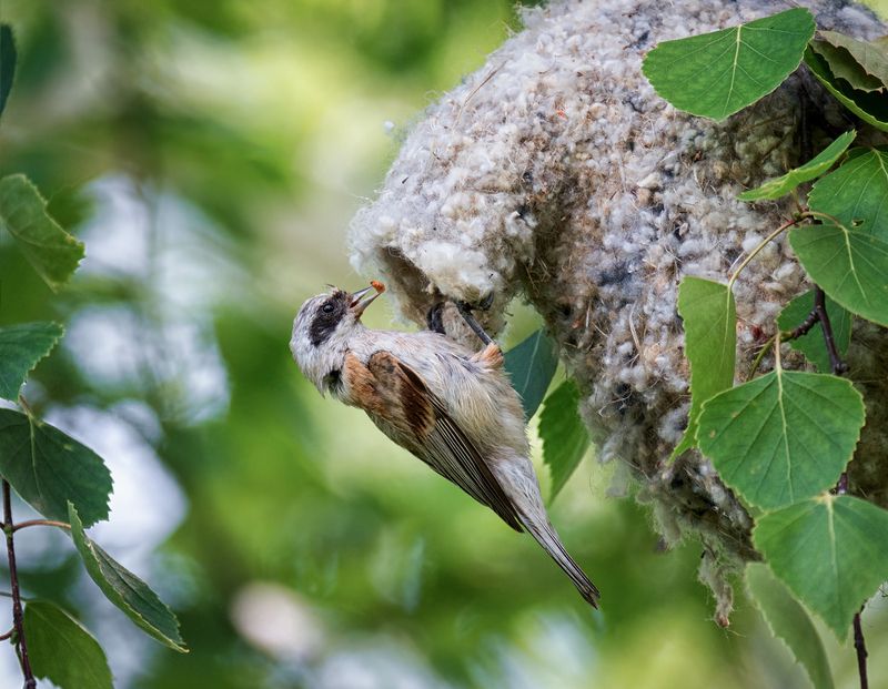 птица, ремез, гнездо, заботы, Ремез и заботы. (5 ФОТО) фото превью