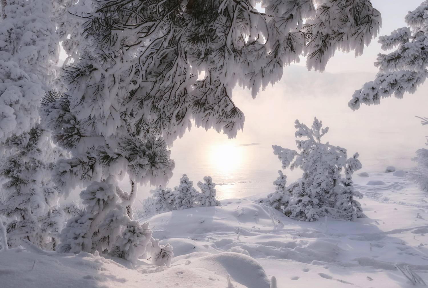 зима, мороз, сибирь, енисей , куржак, туман, лапник, Фомина Марина