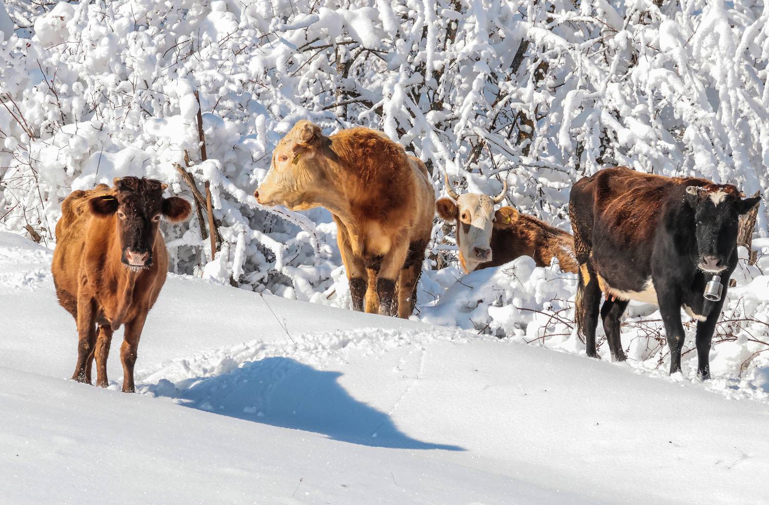 коровы,зима,, Magov Marat