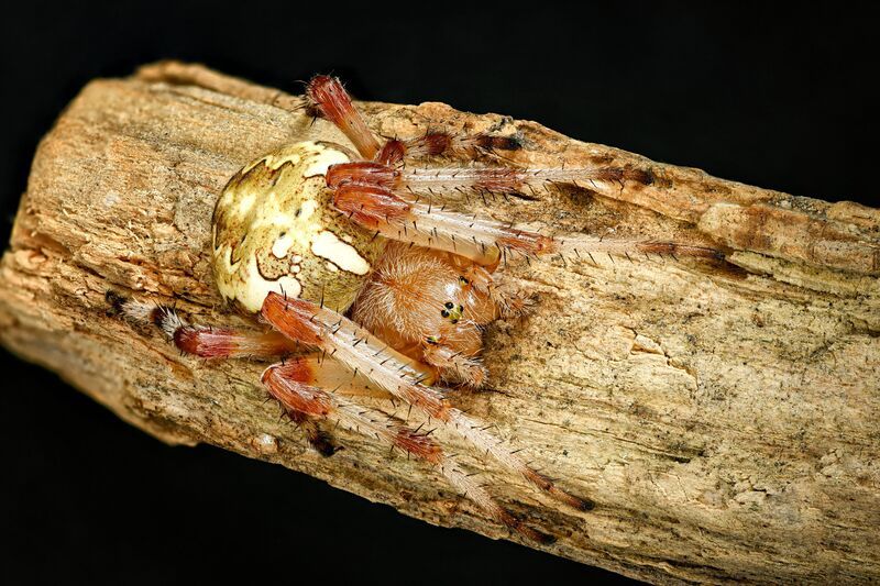 Крестовик фото превью