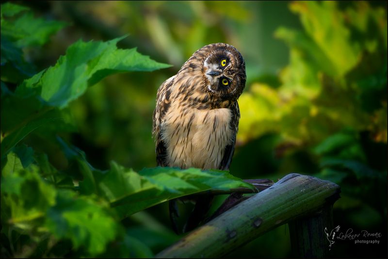 * * * фото превью