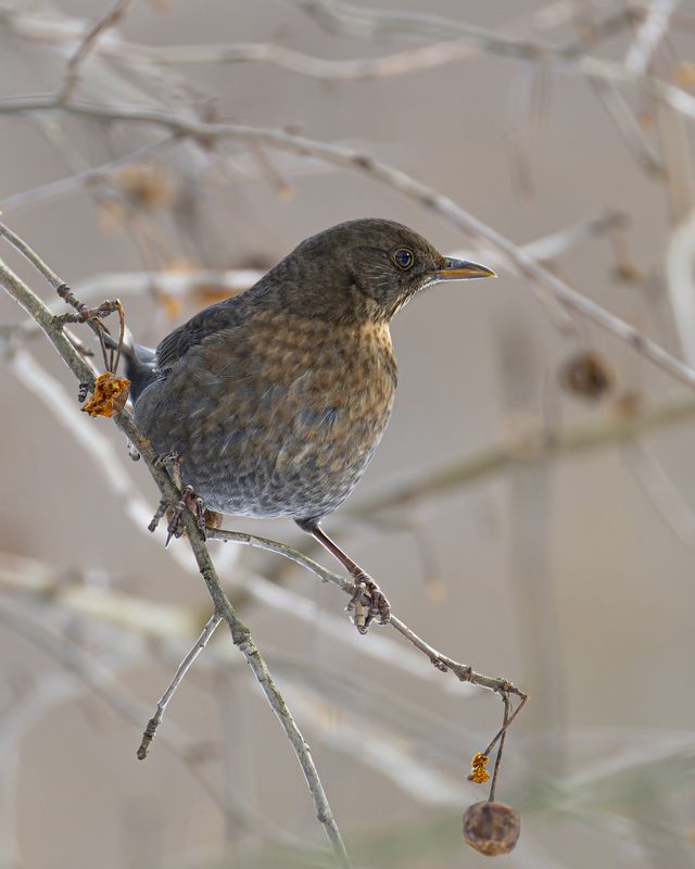 Черный дрозд фото превью