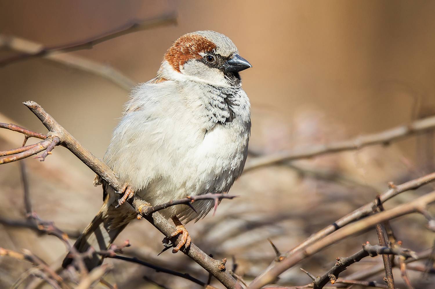 , Корнеев Алексей