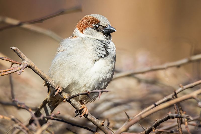 Воробей на ветке фото превью