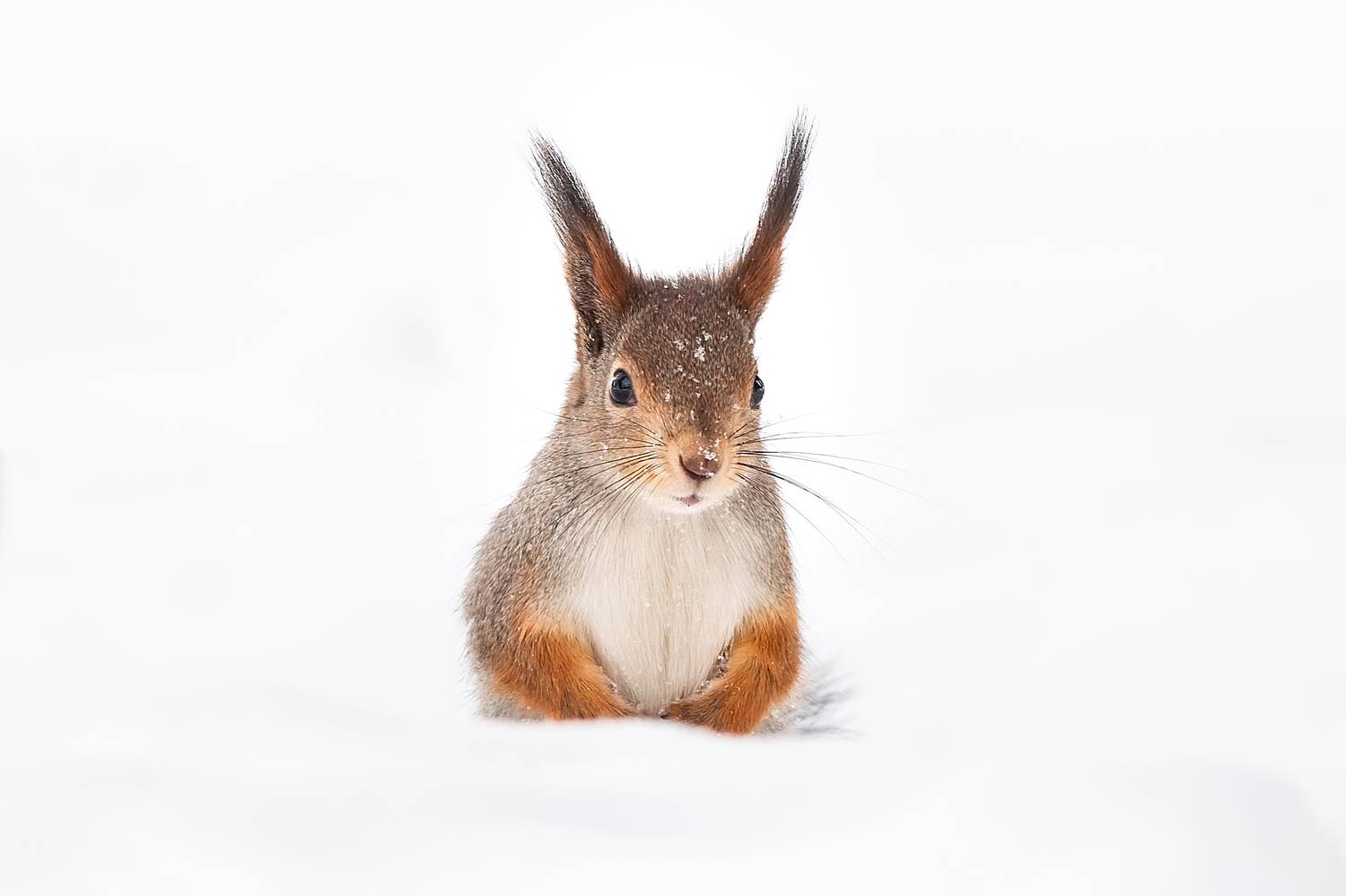 , Корнеев Алексей