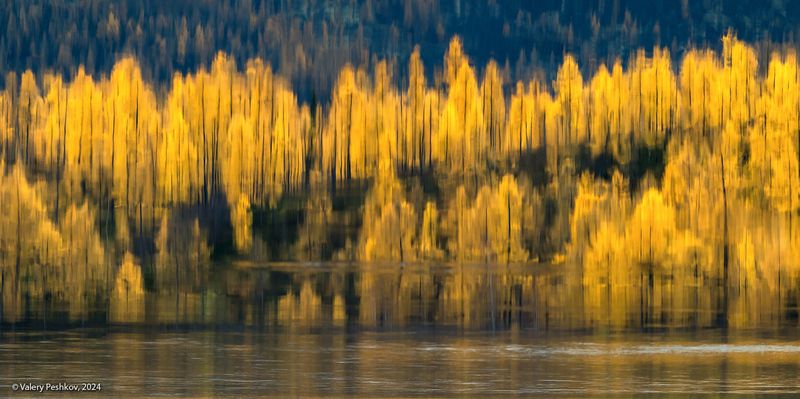 река, курейка, плато путорана, золотая осень, лиственницы, предзимье, таймыр, заполярье, владимир коваль Pro золотую осень и её отражение фото превью