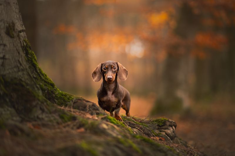 pet portraid dog Dachshund Bijoux фото превью