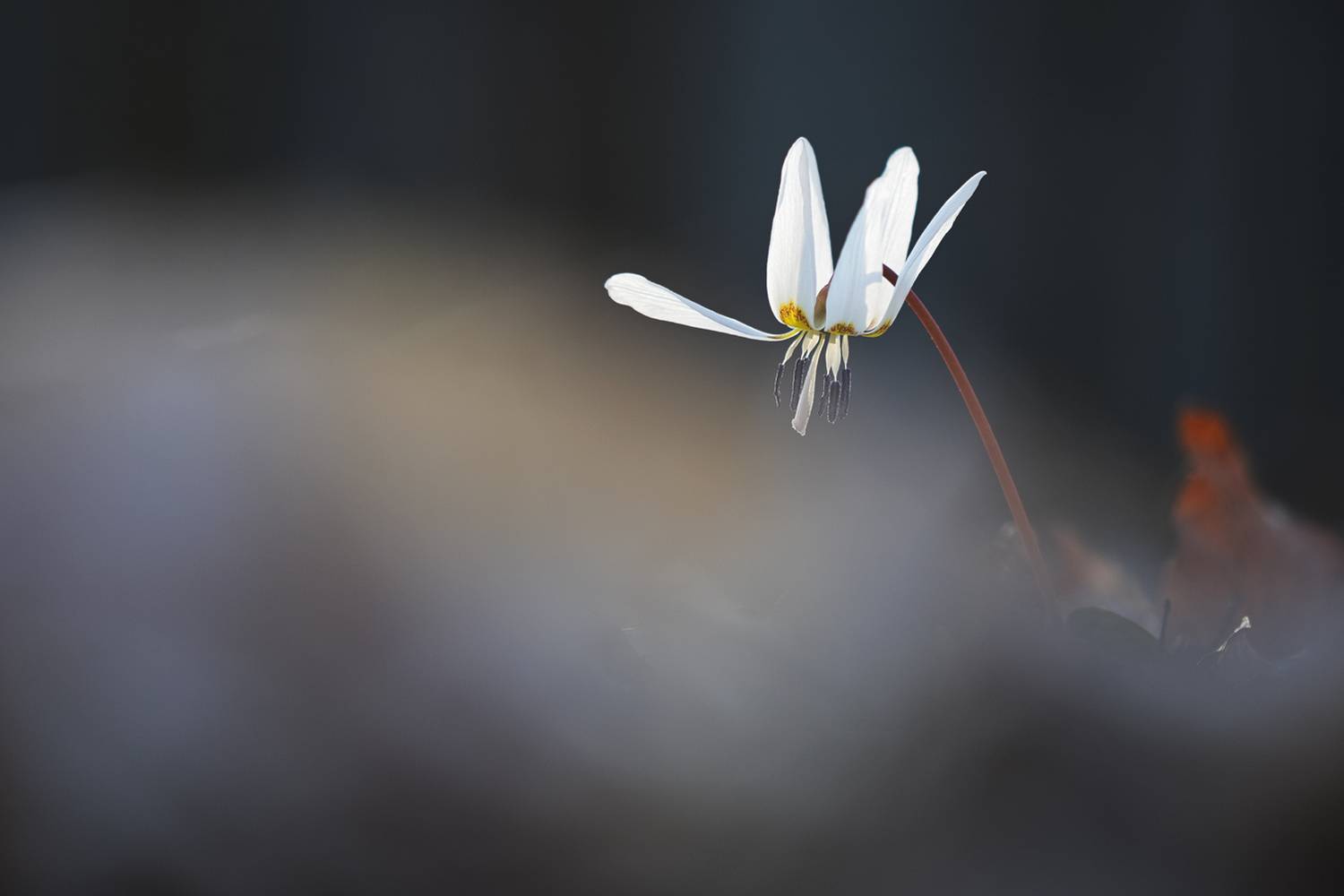 , Stefan Chirobocea