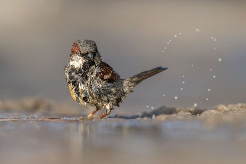 Домовые воробьи. фото превью