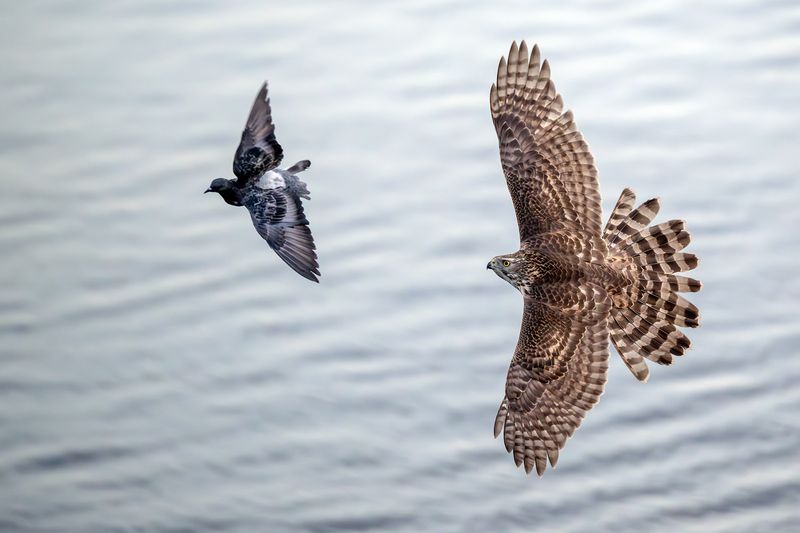 Ястреб тетеревятник за охотой. фото превью