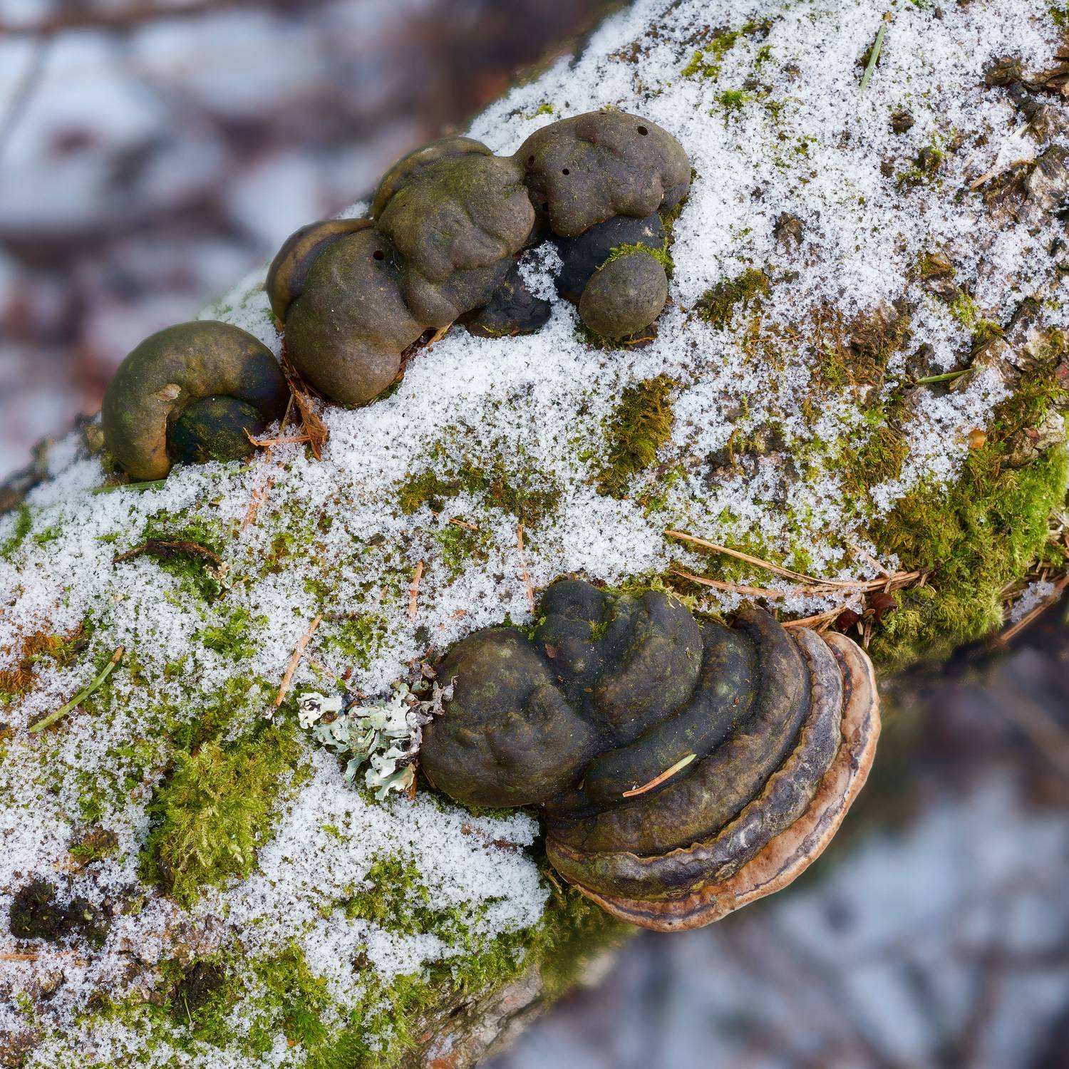 зима, снег, грибы, Валерий Вождаев