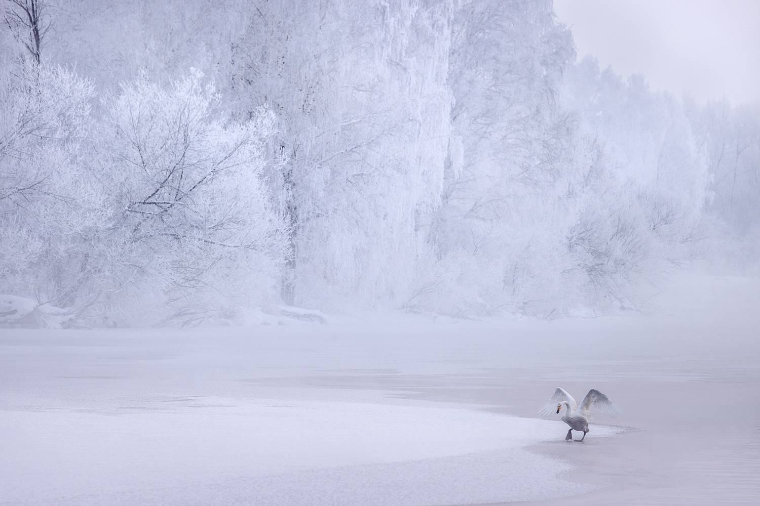 алтайский край, лебединый, озеро светлое, зима, Дмитрий Купрацевич