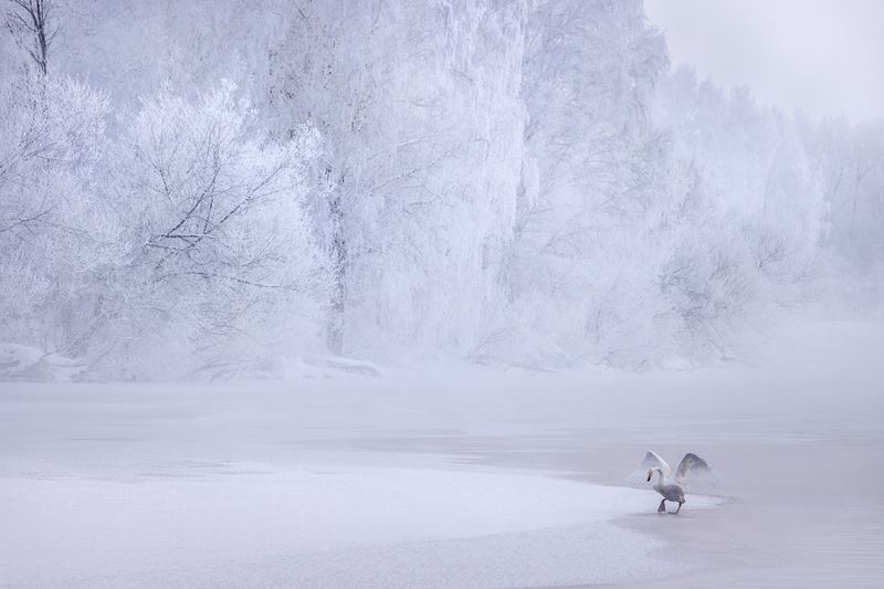 Зимний балет фото превью