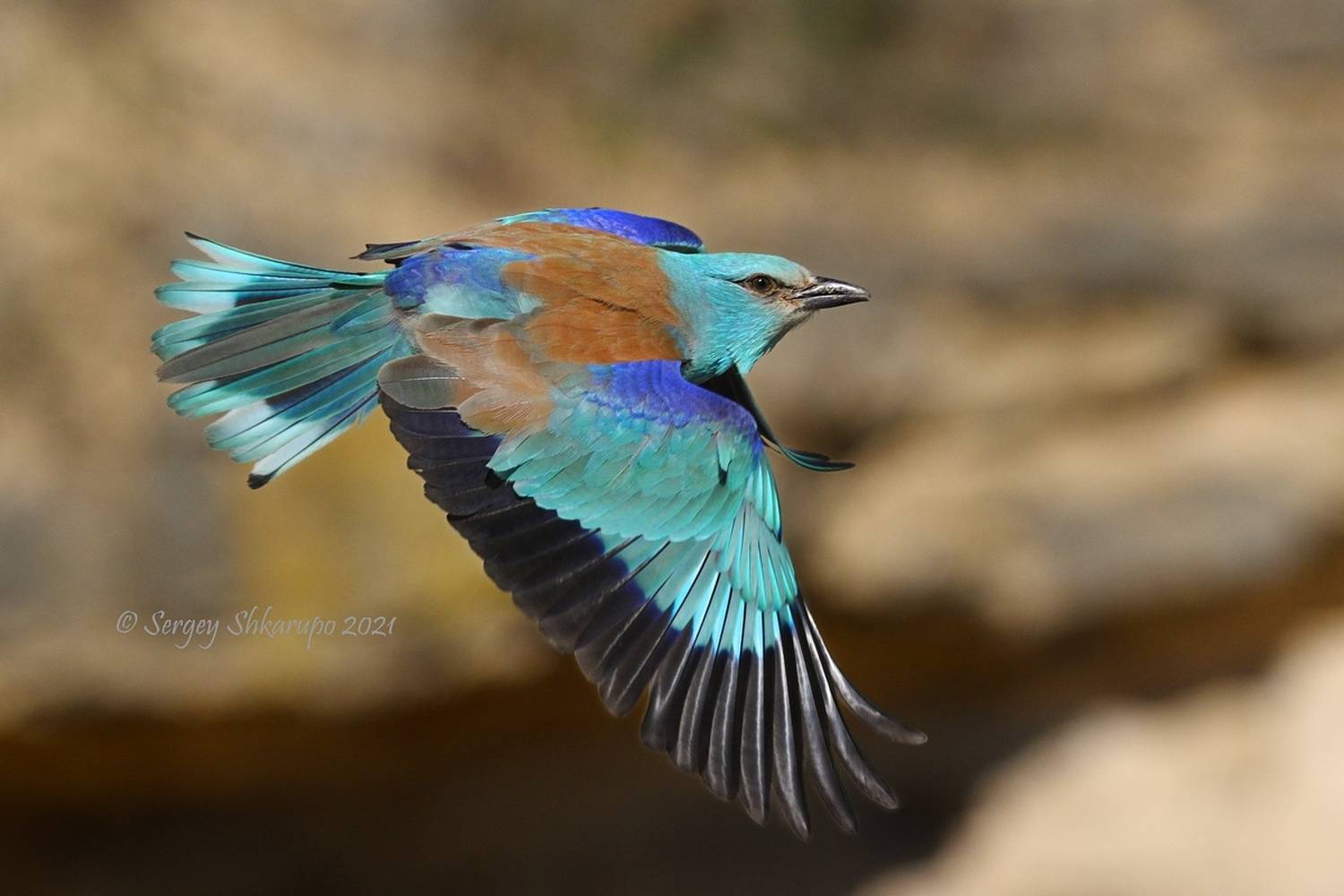 Сизоворонка, Сергей Шкарупо