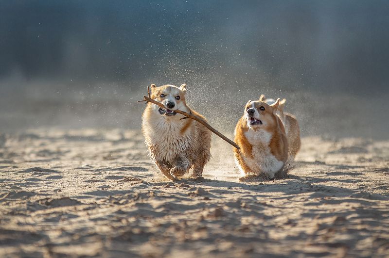 фото превью