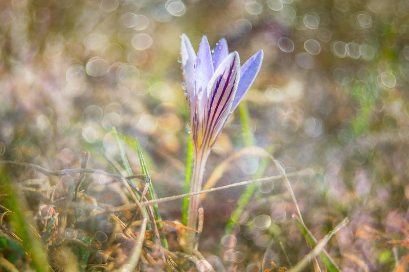 Весна фото превью