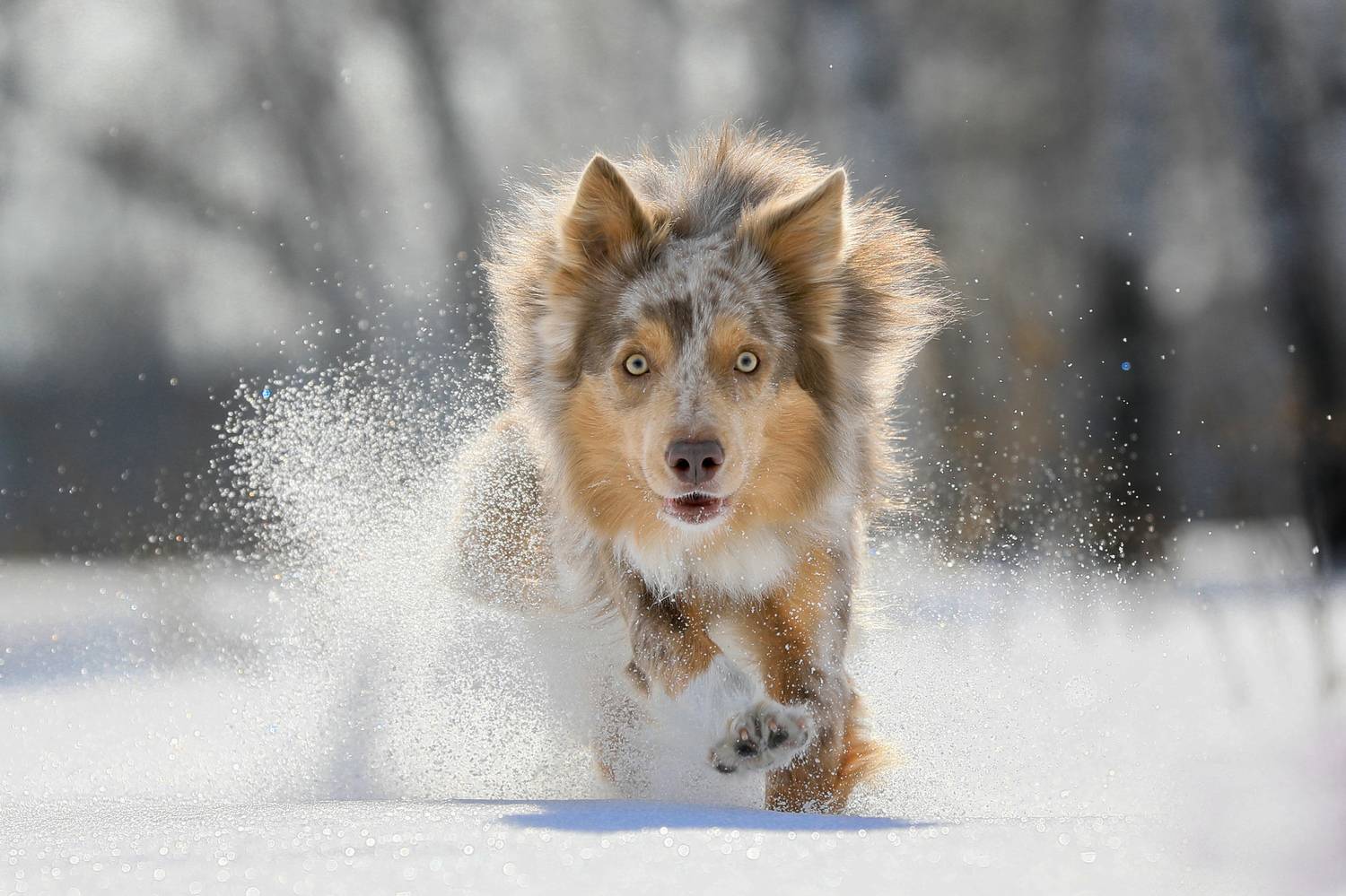 , Андрей Ершов