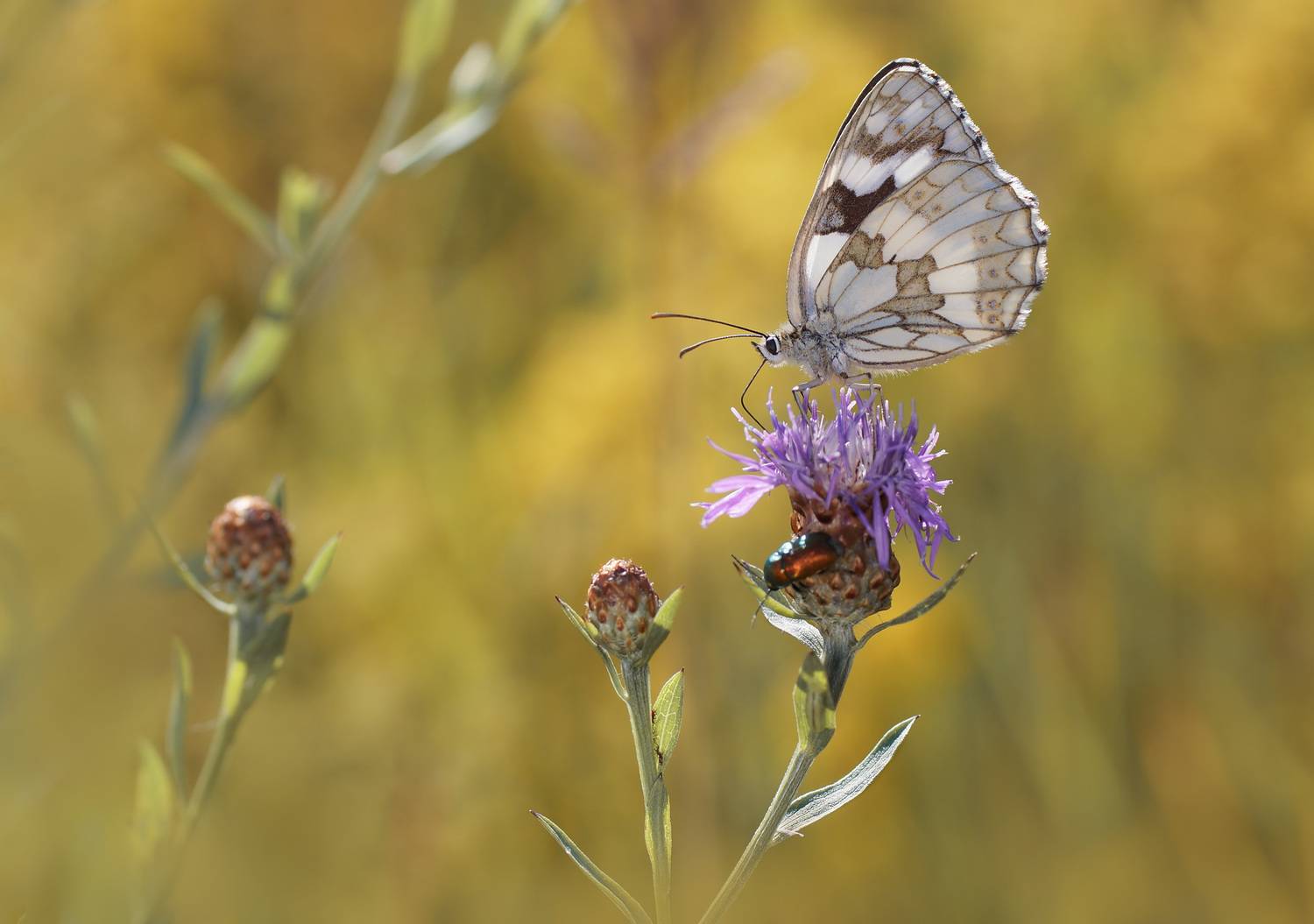 Пестроглазка галатея, Чепленко Алексей