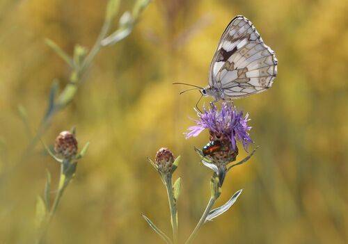 Пестроглазка галатея