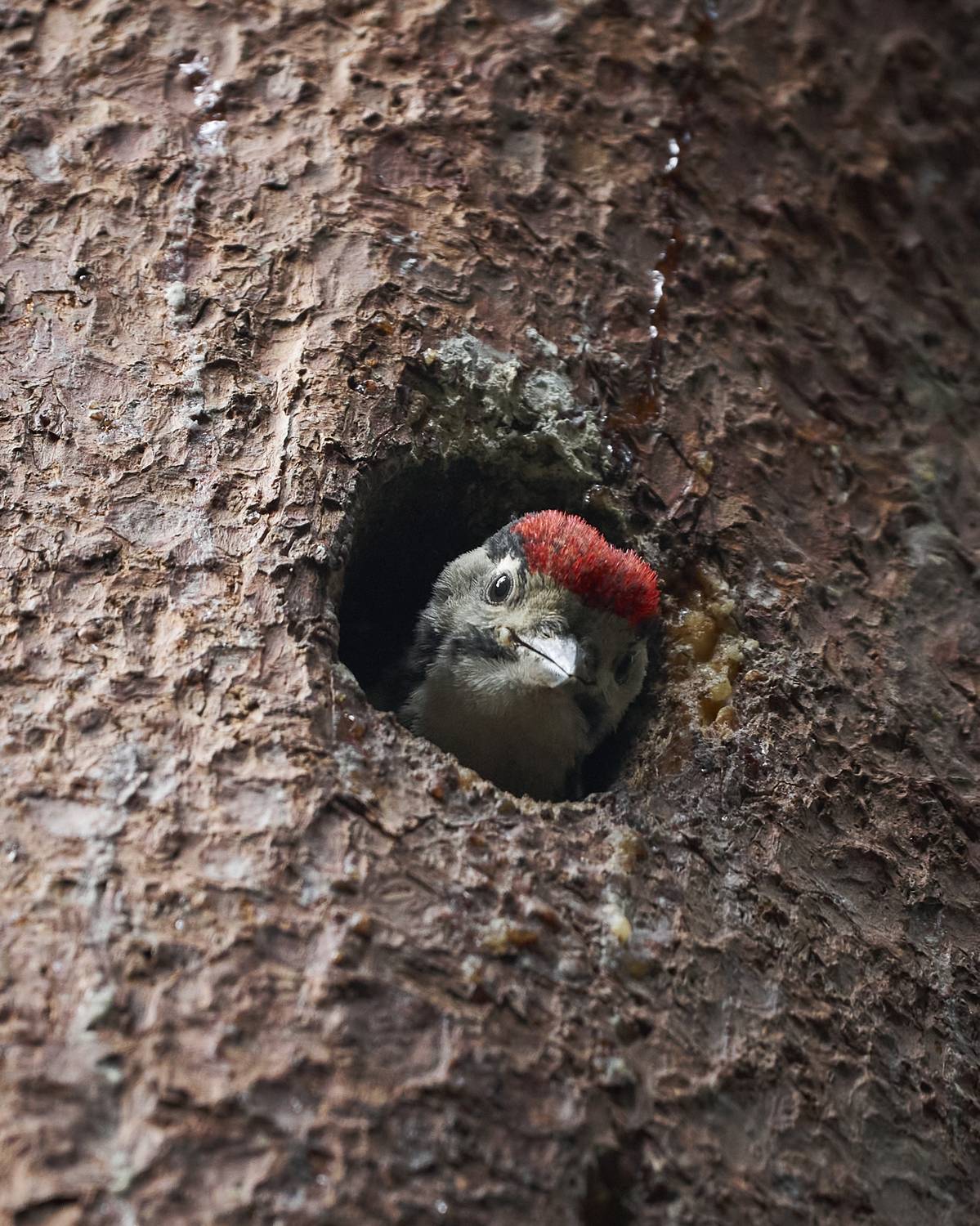 , Руфат Лажанский