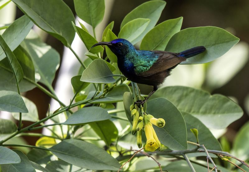 Палестинская нектарница. фото превью