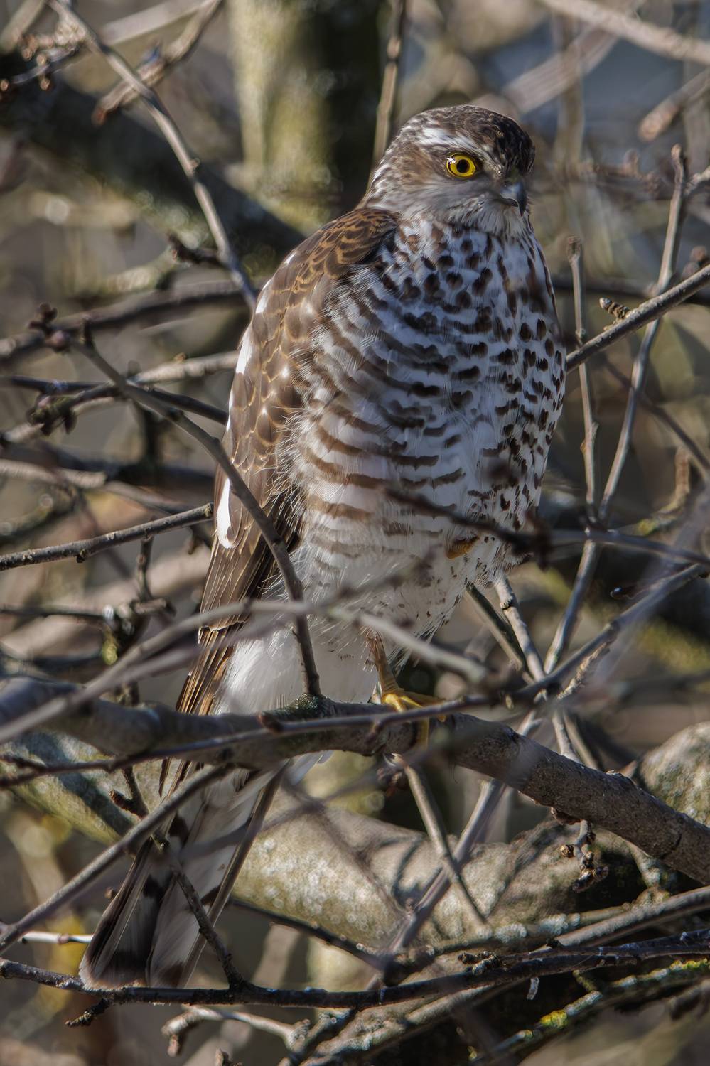 перепелятник, Морозов Сергей