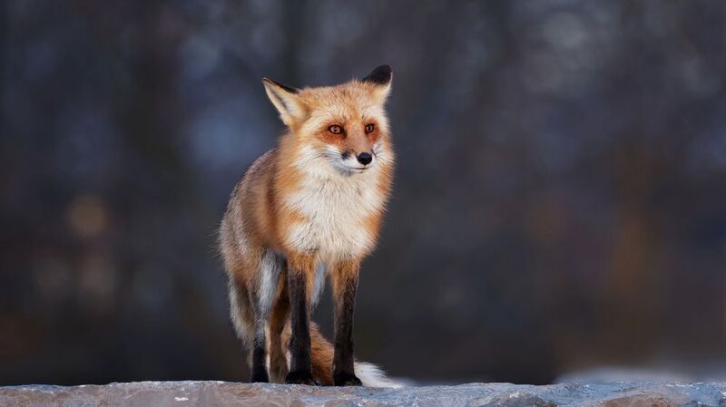 Утренний свет фото превью