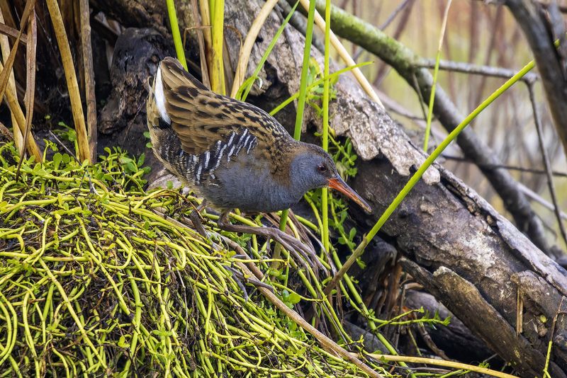Водяной пастушок. фото превью