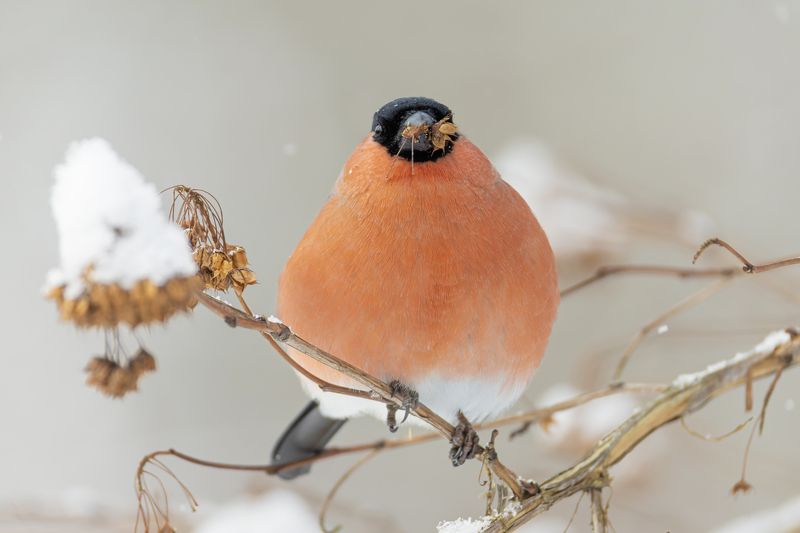 снегирь Снегирь фото превью
